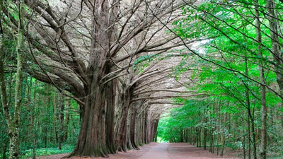 Coole Park and the Autograph Tree